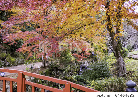 （静岡県）熱海梅園の紅葉　もみじまつり 64464635
