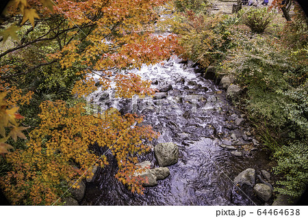 (静岡県)熱海梅園の紅葉 もみじまつり (静岡県)熱海梅園の紅葉 もみじまつり 64464638