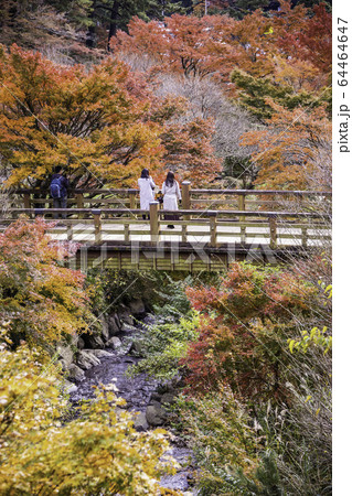 （静岡県）熱海梅園の紅葉　もみじまつり 64464647