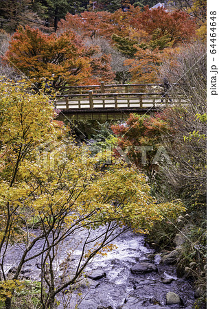 (静岡県)熱海梅園の紅葉 もみじまつり (静岡県)熱海梅園の紅葉 もみじまつり 64464648
