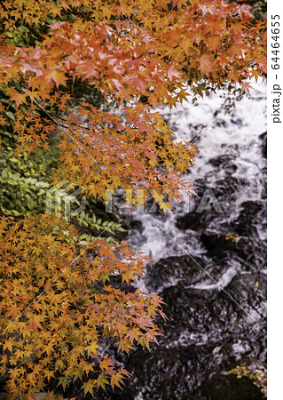 （静岡県）熱海梅園の紅葉　もみじまつり 64464655