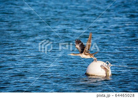 Cormorant resting on floating buoy Cormorant resting on floating buoy 64465028
