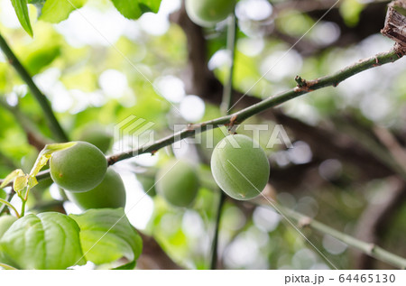 まだ熟していない杏の実 64465130