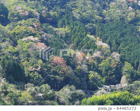 川根路の桜 64465272