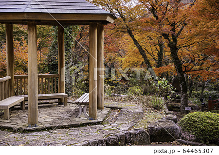 （静岡県）熱海梅園の紅葉　もみじまつり 64465307