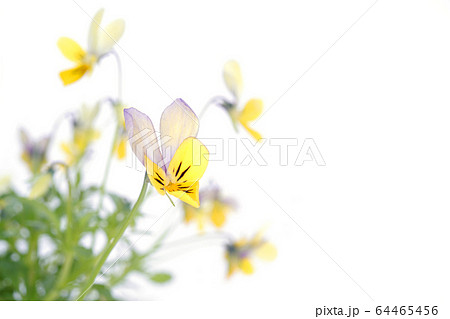 エディブルフラワー 64465456