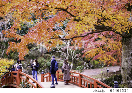 （静岡県）熱海梅園の紅葉　もみじまつり 64465534