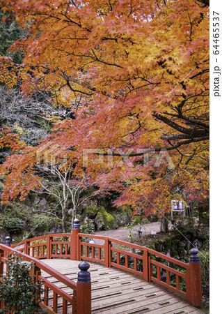 （静岡県）熱海梅園の紅葉　もみじまつり 64465537