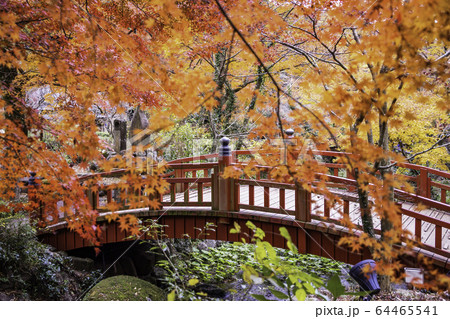 （静岡県）熱海梅園の紅葉　もみじまつり 64465541