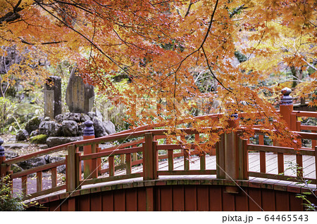 （静岡県）熱海梅園の紅葉　もみじまつり 64465543