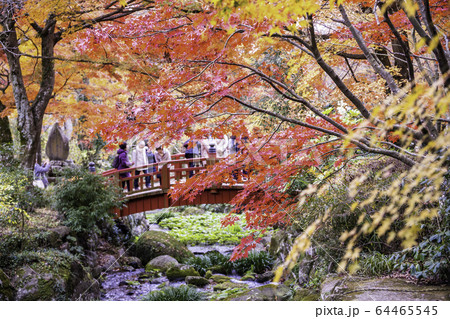 （静岡県）熱海梅園の紅葉　もみじまつり 64465545