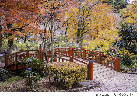 (静岡県)熱海梅園の紅葉 もみじまつり (静岡県)熱海梅園の紅葉 もみじまつり 64465547