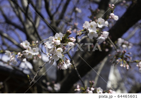 米花商店街　咲き始めた桜　鳥取県東伯郡北栄町 64465601