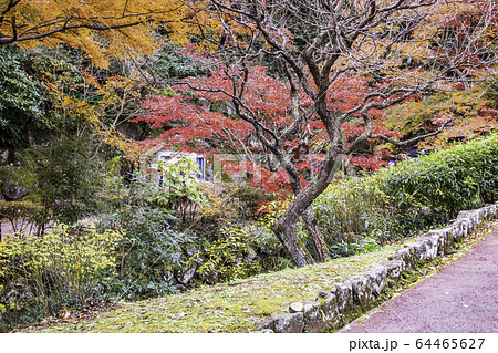 （静岡県）熱海梅園の紅葉　もみじまつり 64465627