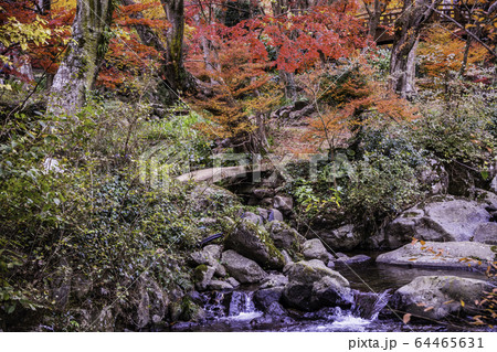 （静岡県）熱海梅園の紅葉　もみじまつり 64465631