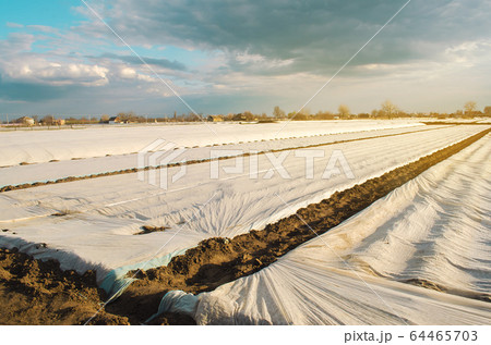 Small greenhouses in a field for growing organic vegetables. Spunbond to protect against frost and keep humidity of vegetables. Farming and agriculture. Countryside. Selective focus Small greenhouses in a field for growing organic vegetables. Spunbond to protect against frost and keep humidity of vegetables. Farming and agriculture. Countryside. Selective focus 64465703