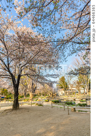 日本の春 高崎公園と桜の風景 64466365