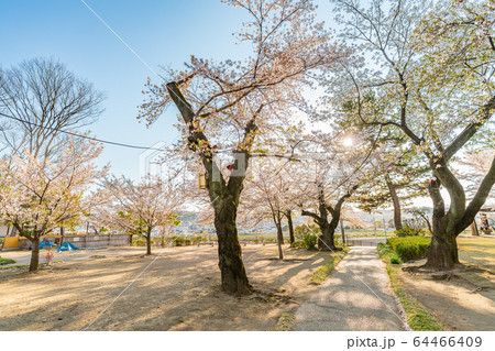 日本の春 高崎公園と桜の風景 64466409