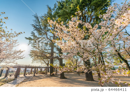 日本の春 高崎公園と桜の風景 64466411