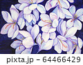 Crocuses purple flowers. Snowdrops  64466429