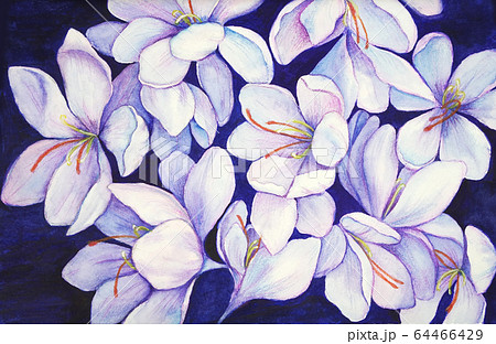 Crocuses purple flowers. Snowdrops  64466429