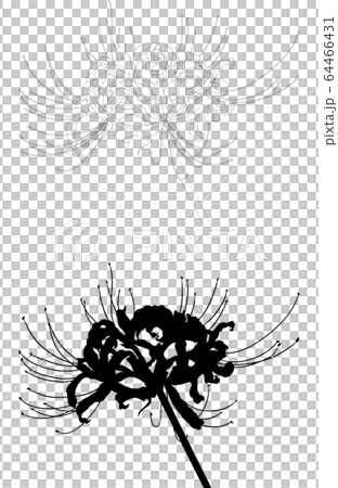 彼岸花（線とシルエット） 64466431