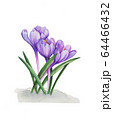 Crocuses purple flowers. Snowdrops 64466432