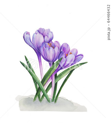 Crocuses purple flowers. Snowdrops 64466432
