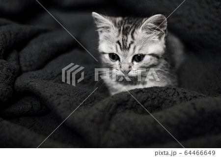 cute striped Scottish straight kitten lies on a background 64466649