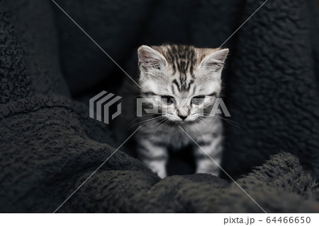 cute domestic striped Scottish straight kitten sitting on a grey background 64466650