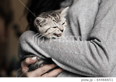grey striped Scottish straight kitten in the arms 64466651