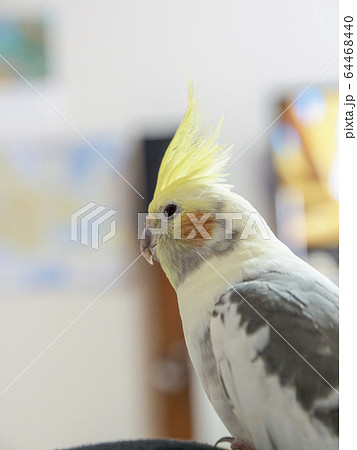 オカメインコ(パイド)の上半身 少しよそ見 オカメインコ(パイド)の上半身 少しよそ見 64468440