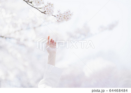 満開の桜と東洋美を備えた女性 満開の桜と東洋美を備えた女性 64468484