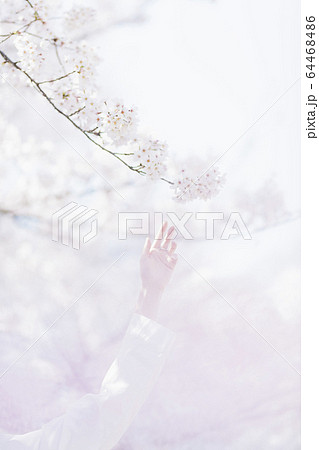 満開の桜と東洋美を備えた女性 満開の桜と東洋美を備えた女性 64468486