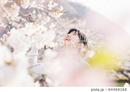 夕暮れ時の桜満開の公園を散歩する女性 64469168