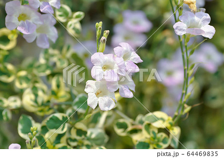 Ganges Primrose, Ganges River asystacia or Chinese Ganges Primrose, Ganges River asystacia or Chinese 64469835