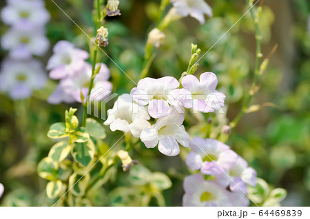 Ganges Primrose, Ganges River asystacia or Chinese 64469839
