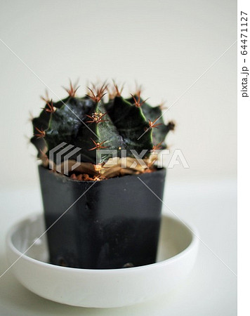 cactus cups in white house 64471127
