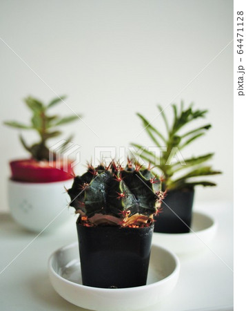 cactus cups in white house 64471128