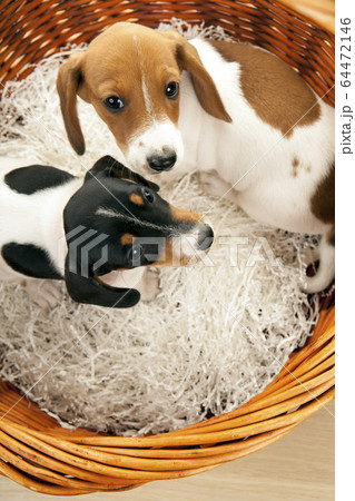 image of dog basket background image of dog basket background 64472146