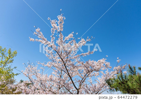阿蘇山への道 　桜咲く季節風景　 日本　Cherry blossom season scenery 64472279