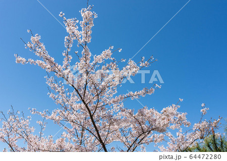 阿蘇山への道 　桜咲く季節風景　 日本　Cherry blossom season scenery 64472280