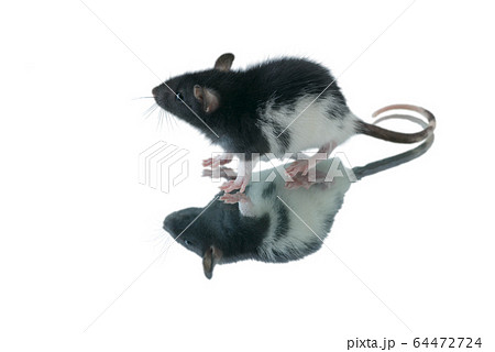 rat on a white background rat on a white background 64472724