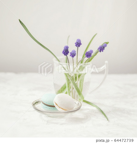 First spring blue flowers. Delicate tender primroses on light background. Romantic morning, gift for beloved First spring blue flowers. Delicate tender primroses on light background. Romantic morning, gift for beloved 64472739