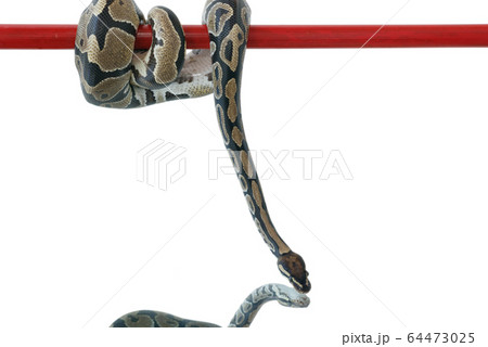 The image of a royal or ball python hanging on a 64473025