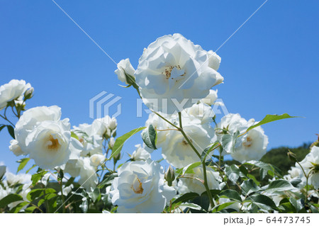 白いバラの花 白いバラの花 64473745