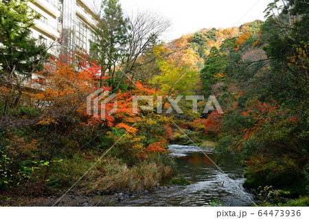 山中温泉 紅葉 石川県 の写真素材