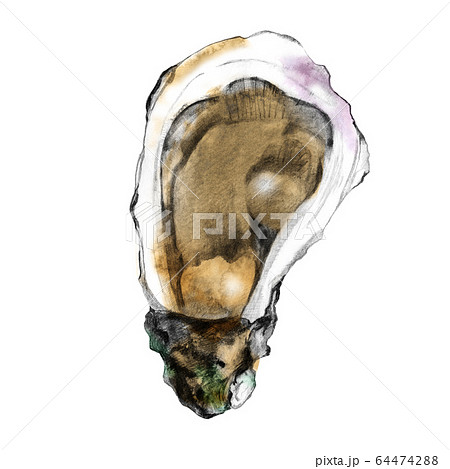 Sketch of edible shellfish 64474288