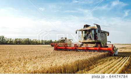Combine harvester harvests ripe wheat. Ripe ears of gold field on the sunset cloudy orange sky background. . Concept of a rich harvest. Agriculture image Combine harvester harvests ripe wheat. Ripe ears of gold field on the sunset cloudy orange sky background. . Concept of a rich harvest. Agriculture image 64474784