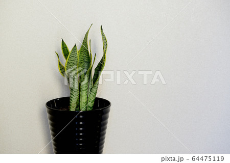 観葉植物 サンセベリア 観葉植物 サンセベリア 64475119